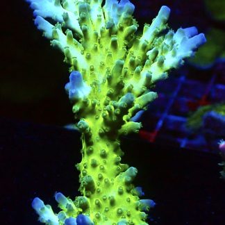 WYSIWYG 31A Ice Cap Staghorn Acropora Colony