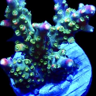 WYSIWYG 16D M.O.C Bubblebath Unicorn Acropora  Large