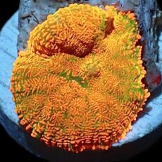 Tequila Sunrise Rhodactis Mushroom 1 Leaf