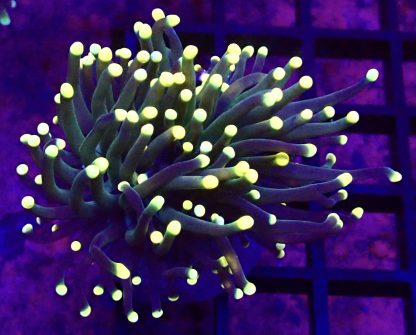 WYSIWYG  T2 Rasta Torch Euphyllia Single