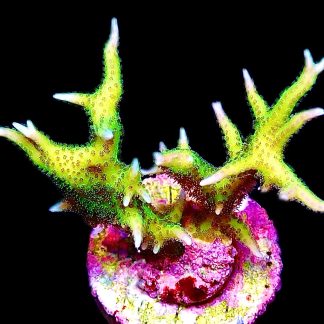 WYSIWYG 19K Limeberry Hysterix Large