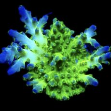 WYSIWYG 9H Violet Venom Acropora Frag