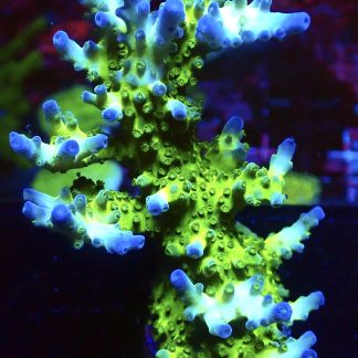 WYSIWYG L1-2 Ice Cap Acropora 90mm Colony