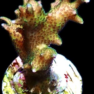 WYSIWYG 29B-B Lime Berry Hysterix Frag