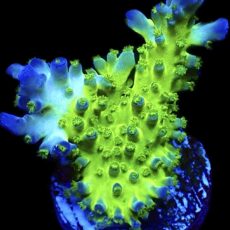 WYSIWYG M24 Violet Venom Acropora Frag Large