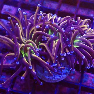 WYSIWYG T2 N.Y. Knicks Torch Euphyllia Double