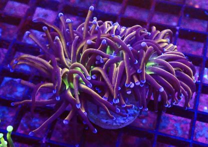 WYSIWYG T2 N.Y. Knicks Torch Euphyllia Double