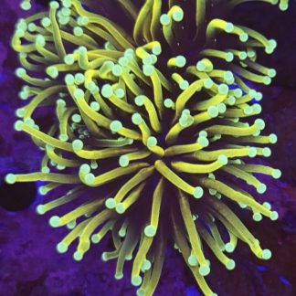 Gold / Purple Torch Euphyllia Single Head
