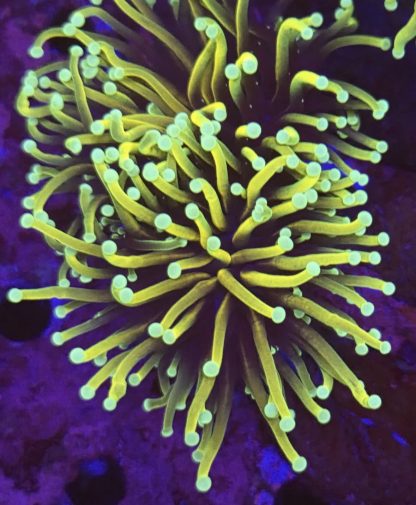 Gold / Purple Torch Euphyllia Single Head