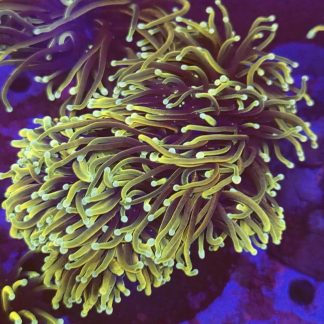 WYSIWYG T3 Gold / Purple Torch Euphyllia Double