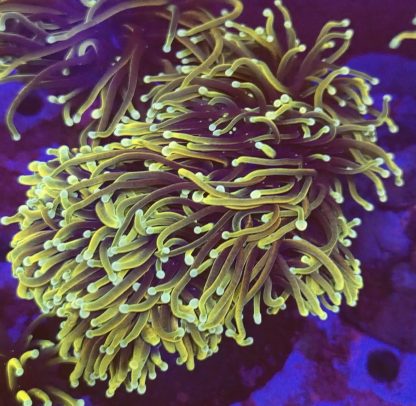 WYSIWYG T3 Gold / Purple Torch Euphyllia Double