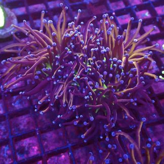 WYSIWYG T3 N.Y. Knicks Torch Euphyllia Large Triple Head