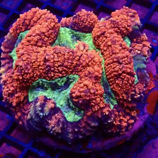 Ultra Symphyllia Colony 1