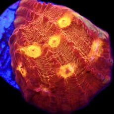 WYSIWYG 30A Iron Man Chalice Frag