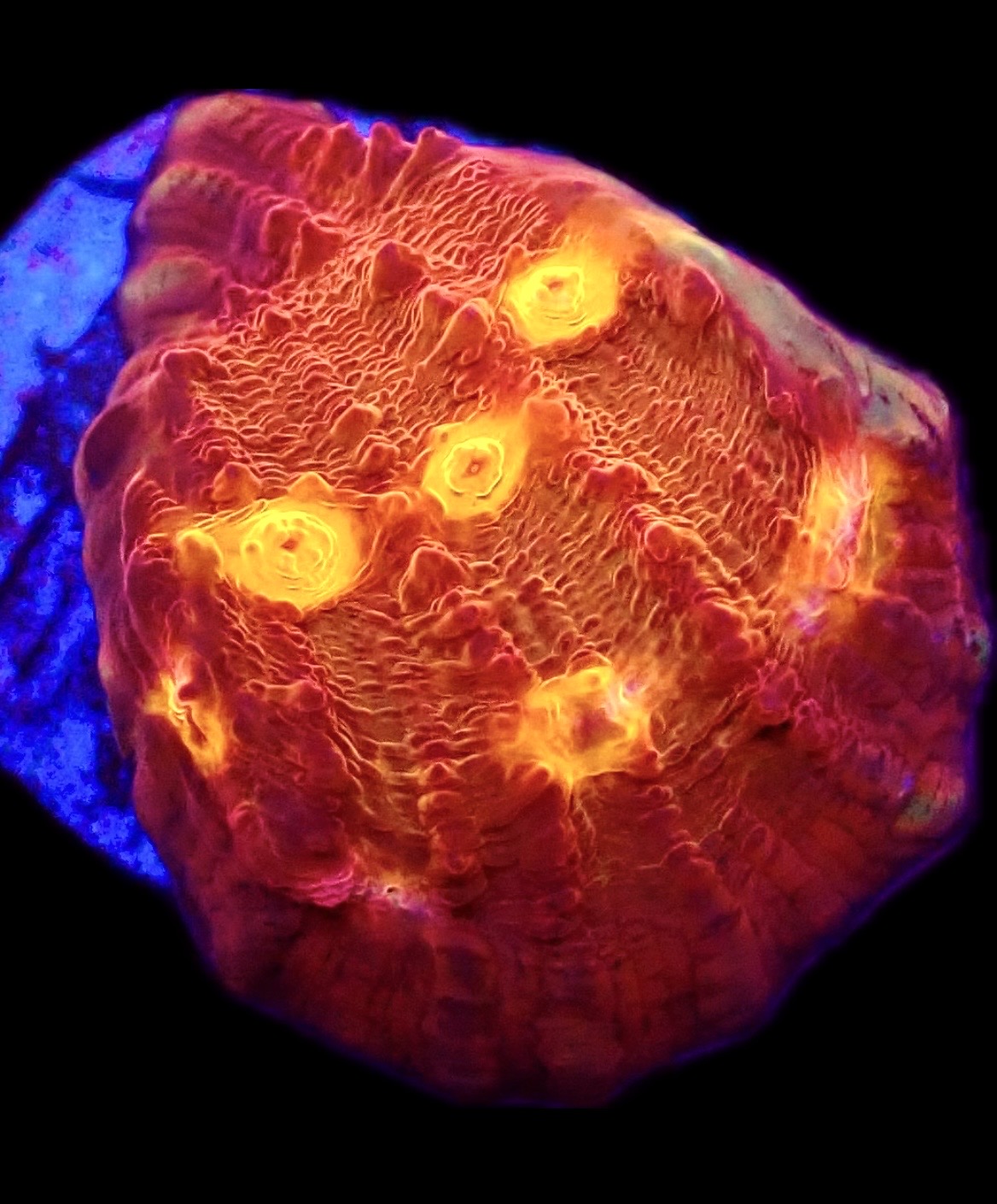 WYSIWYG 30A Iron Man Chalice Frag