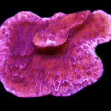 WYSIWYG 9C Purple Plating Montipora Frag