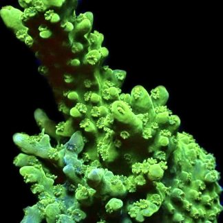 WYSIWYG 14E Green Slimer Acropora Frag Large