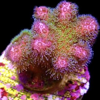 WYSIWYG 14D Amethyst Gem Pocillopora Frag