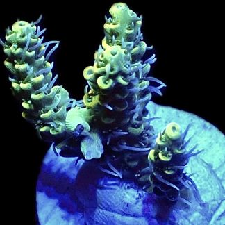 WYSIWYG 20C Hairy Acropora Selago