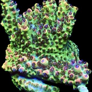 WYSIWYG 19F Bill Murray Acropora Frag Extra Large