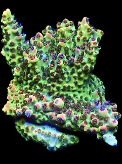 WYSIWYG 19F Bill Murray Acropora Frag Extra Large