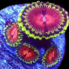 WYSIWYG 33B Pirates Blood Zoanthid Frag