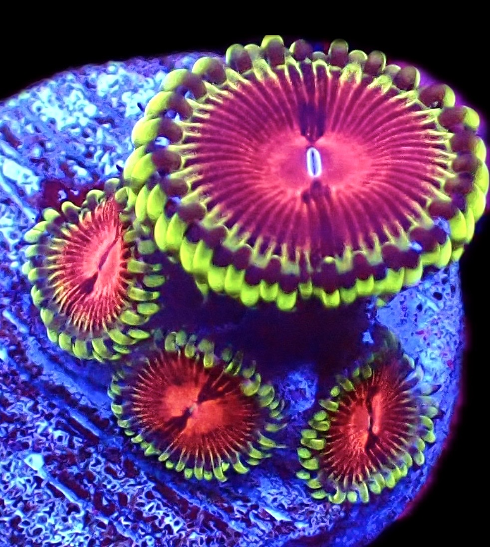 WYSIWYG 33B Pirates Blood Zoanthid Frag