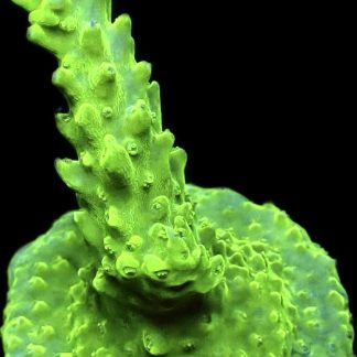 WYSIWYG 13H Highlighter Acropora Extra Large Frag