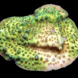 WYSIWYG 11B Tabling Acropora
