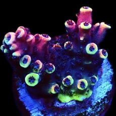 WYSIWYG 26D Pink Cadillac Acropora