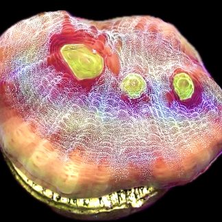 WYSIWYG T1 Raspberry Ripple Chalice Frag