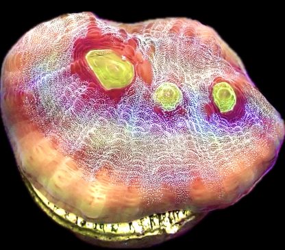 WYSIWYG T1 Raspberry Ripple Chalice Frag