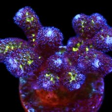 WYSIWYG 24B Golden Rod Pocillopora Frag Large