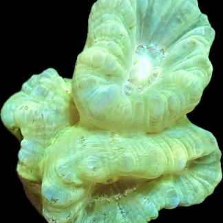 Mint Candy Cane Frag 2 Heads