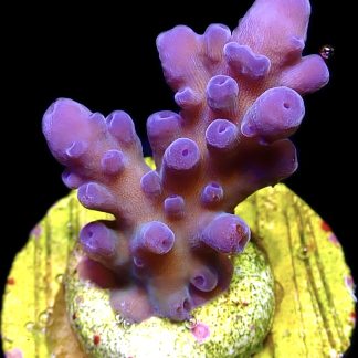 WYSIWYG 8D Oregon Tort Acropora Frag