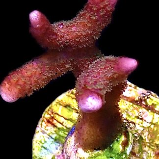 WYSIWYG 15i Bali Purple Montipora Digitata Frag Large