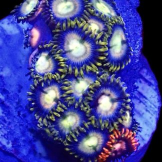 WYSIWYG  Zoanthid Frag B63
