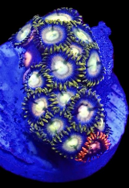 WYSIWYG  Zoanthid Frag B63