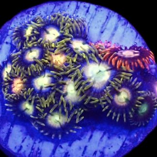 WYSIWYG  Zoanthid Frag B64