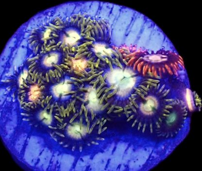 WYSIWYG  Zoanthid Frag B64