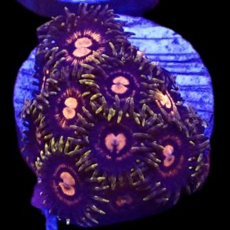 WYSIWYG  Zoanthid Frag B65