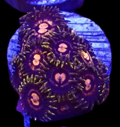 WYSIWYG  Zoanthid Frag B65