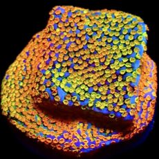 WYSIWYG 8F Rainbow Montipora