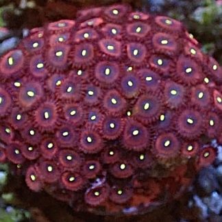 Pretty Plum Palythoa (4-5 Polyps)