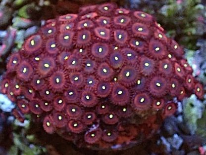 Pretty Plum Palythoa (4-5 Polyps)