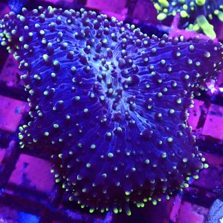 WYSIWYG A2 Large Purple / Lime Frilly Mushroom