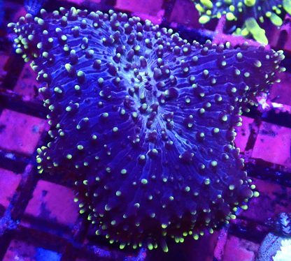 WYSIWYG A2 Large Purple / Lime Frilly Mushroom