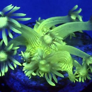 WYSIWYG A3 Ultra Lemon/Lime Goniopora Frag Small