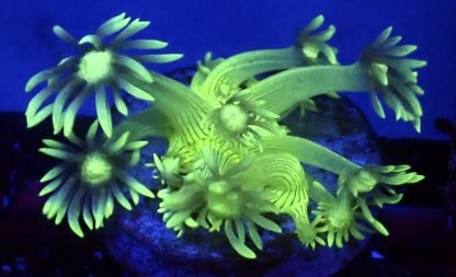 WYSIWYG A3 Ultra Lemon/Lime Goniopora Frag Small