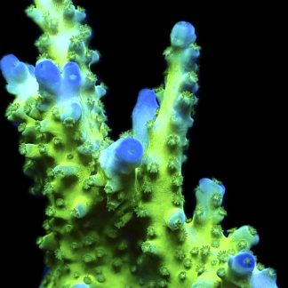 WYSIWYG 29B-E Violet Venom Acropora Frag Extra Large